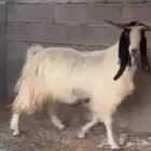 للبيع تتيس فحل جرم طيب بلحيل