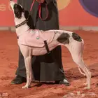 سلقه مخلوطه