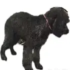 كلب ضايع بودل اسود