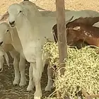 مشروع فحل لبيع