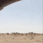مطلوب ابل وضح