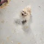 كلب بومرينيان للبيع