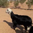 رخال العدد 6