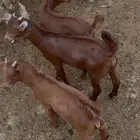 تيوس دهم صغار