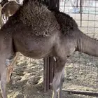 حاشي. للبيع