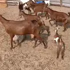 معزاء دهم والادودفيع من مراحي حلال نظيف