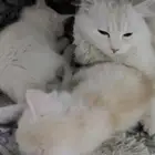 قطط للبيع شيرازي هملايا