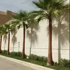 نخل واشنطني درجه اولا