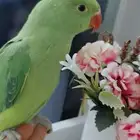 دره اليف عمر صغير