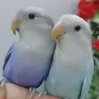 للتواصل أجمل زوج 2 ببغاء روز لون مميز اليف لعوب