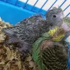 أقبل طيور للتبني