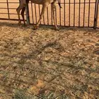 للبيع صفراء عشرا تحتها قعود