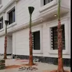 نخل القصيم نخلوطيب ومثمر واشنطن