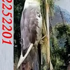 كروان مفقود في المدينة المنورة جائزة 500 ريال