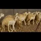 سلام عليكم ورحمه الله وبركاته