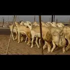 ما شاء الله وتبارك الله أعرض لكم غنم حريات رخال