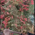 اشجارجهنميه واشجاراخرا الرياض ونوصل الا جميع مدن المملكه