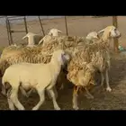 غنم حريات رخال خلفت