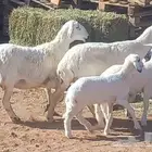 ( تم البيع ) ضان حريات ولد 2 معها 2