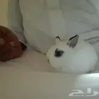 ارانب قزم هوتوت ابيض وفيه اسود وأبيض
