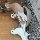 زوج حمام قلاب