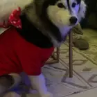 كلب هاسكي للبيع نوعها Alaskan Klee Kai ( هاسكي مصغر)