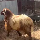 جذعان
