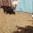 معزا متاومه 3 تحتها 6 حليب كفو