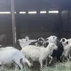 غنم للبيع العدد 20 معها 2 فحول ا