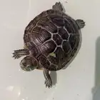 سلاحف للبيع