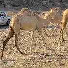 بنت سوداني امها منتج وأختها منتج