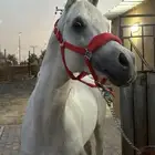 حصان واهو مكس رأس فاخر