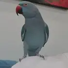 انثى درة هولندي اللون ازرق