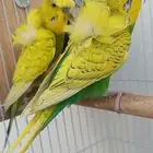 جوز هوقو منتج