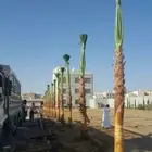 نخل واشنطونيا زينه