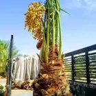 ابو علي لتوريد انخيل