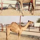 خلفه منيح ولبنها واجد وتحتها بكره على ذياب بن مرسان