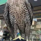مطلوب طير بسعر 1000