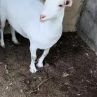 عنز قزميه الموقع تمير