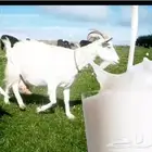 حليب ماعز طبيعي