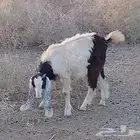 تيس لباني بري