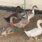 بط عدد 4