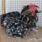 طقم كوشن براون منتج