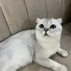 سكوتش بيور تربل فولد سلفر ذكر