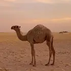 حواره على الهدب الموقع شمال السعيرة