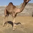 قعود كناني
