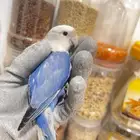 ذكر روز محلل DNA للانتاج فقط
