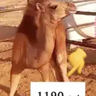 قعود حليب بالربع والنص راجع التقيم