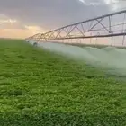 مطلوب شريك في مزرعه برسيم حجازي المساحه 20 هكتار الارض جاهزه