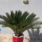 موجود بفضل الله ديكورات منزليه وحدائق وشارع ومزارع وجناين